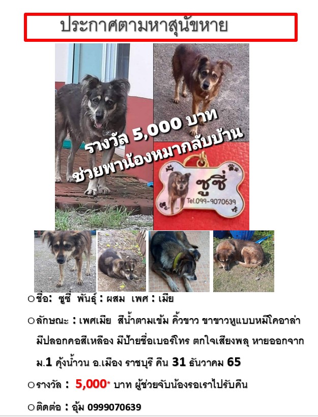 oumphatcha's tweet photo. ใครอยู่แถววัดปรกดำเนิน ราชบุรีบ้างคะ
** รางวัล5,000บาท**เหมือนมีคนเห็น แถววัดเพลง - อบต.จอมประทัด -วัดปรกถ้าช่วย ���ับรอไปรับกลับตามหาหมาเพศเมีย หายจากหมู่ 1 คุ้งน้ำวน ราชบุรี อยู่แถวติดอำพวาดำเนิน มีแต่สวนโทร 0999070639 อุ้ม  มีปลอกคอเหลือง มีป้ายชื่อ เบอร์ #หมาหาย #หมาหายราชบุรี https://t.co/jgz0AIjFiq