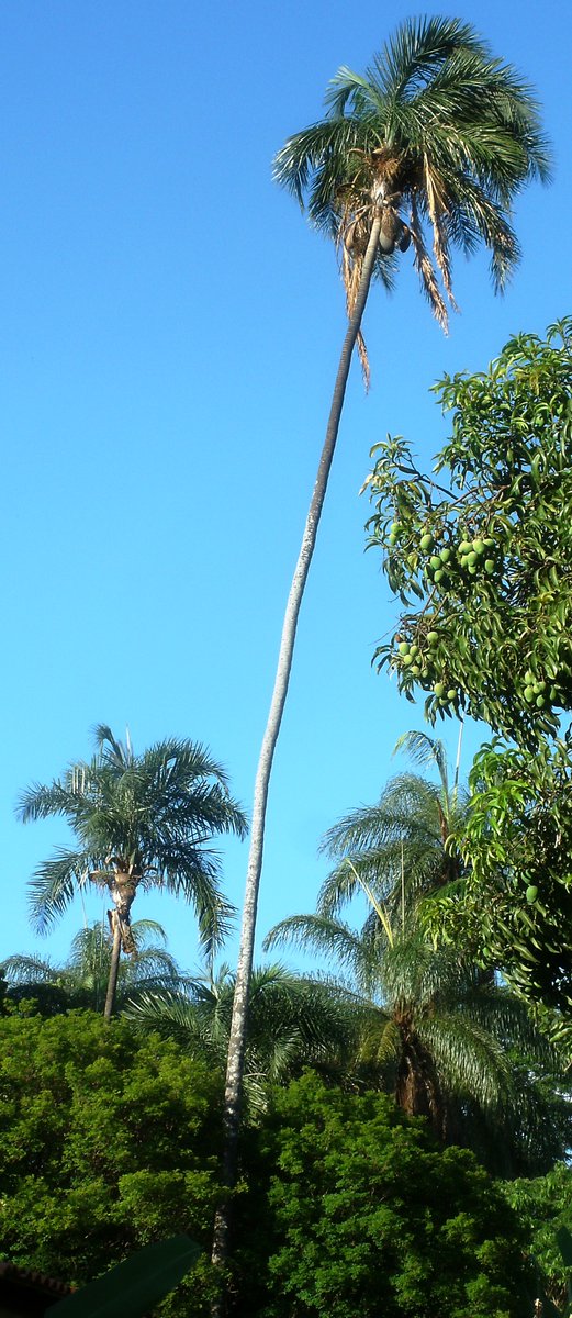 celsodolago's tweet photo. PLANTAS DO BRASIL
Syagrus oleracea, Palmáceas, «guariroba»,
palmeira até com mais de vinte metros de altura,
da mata atlântica;
polinizada por coleópteros («besouros») e abelhas nativas.
Mais comum em cultura que na natureza.
#Palmae #palmeiras . https://t.co/CkHbp2EwsN