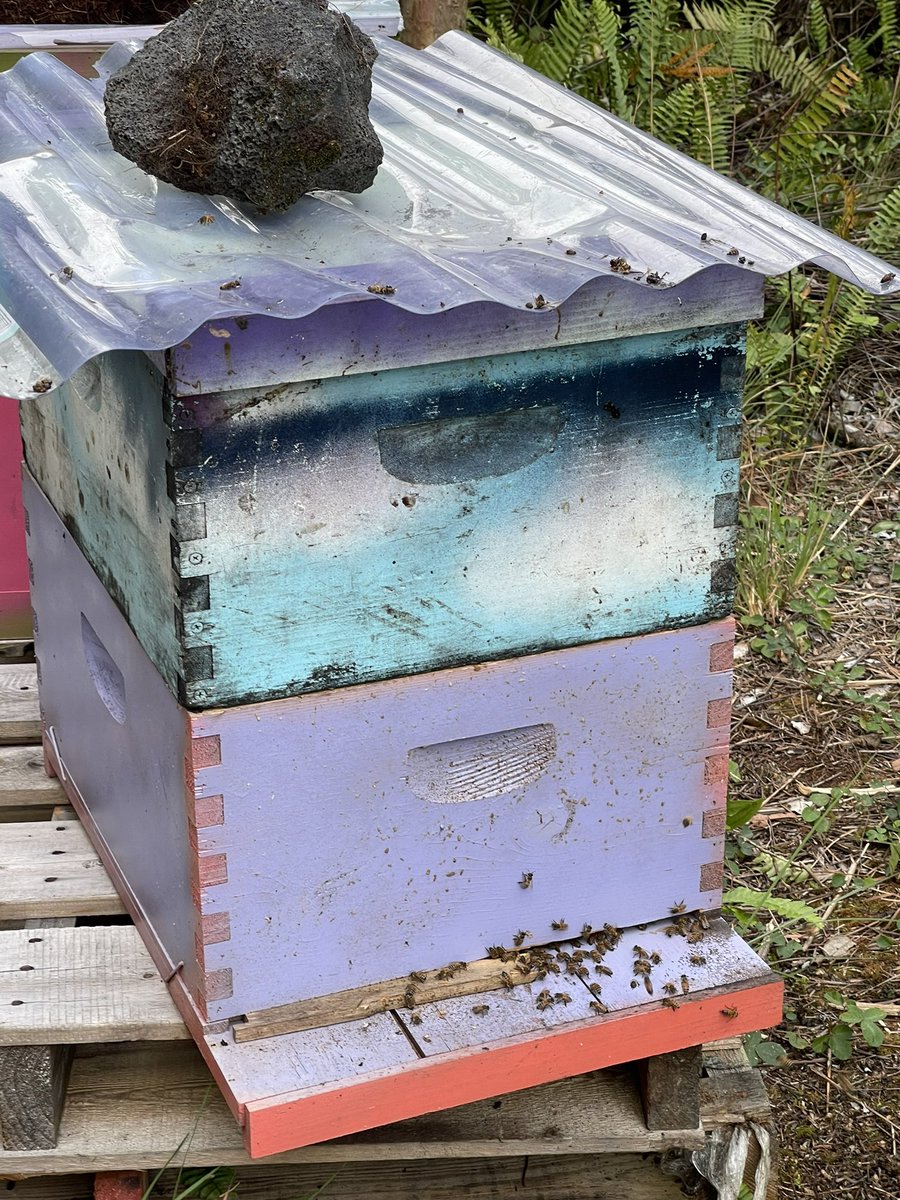 FinallyProduce's tweet photo. So excited for our first harvest of honey derived from avocado, wild orchid and Ohia!!

#beekeeperslife #beehives #savethebees #beesofinstagram #bees #beekeepers #bee #beekeeper #honeybees #honey #beehives #flower #polinators #apiculture https://t.co/JnSCIG4EJe