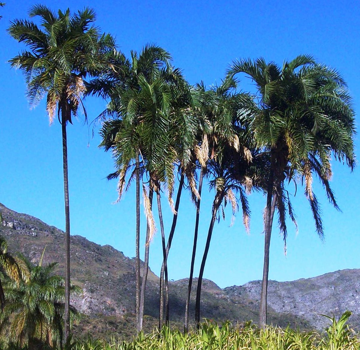 celsodolago's tweet photo. PLANTAS DO BRASIL
Syagrus oleracea, Palmáceas, «guariroba»,
palmeira de estipe (tronco) único até com mais de vinte metros de altura,
da mata atlântica;
polinizada por coleópteros («besouros») e abelhas nativas;
#Palmae #palmeiras #palmitoamargoso . https://t.co/gWqIv9q5gq
