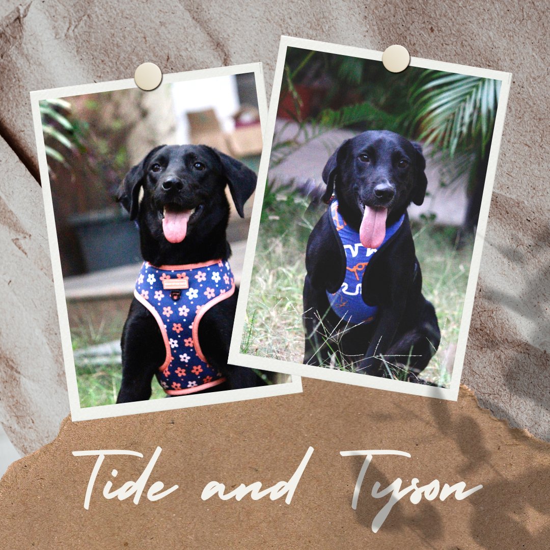 iadopt_in's tweet photo. Tide &amp; Tyson are 1.5 year old #labrador siblings. They're prancy, waggy, jolly and love human company ♥️

Fill the application to #adopt them 👉🏻 [https://t.co/UdUZjqCIGR](https://t.co/UdUZjqCIGR) https://t.co/89xwqBWvoW