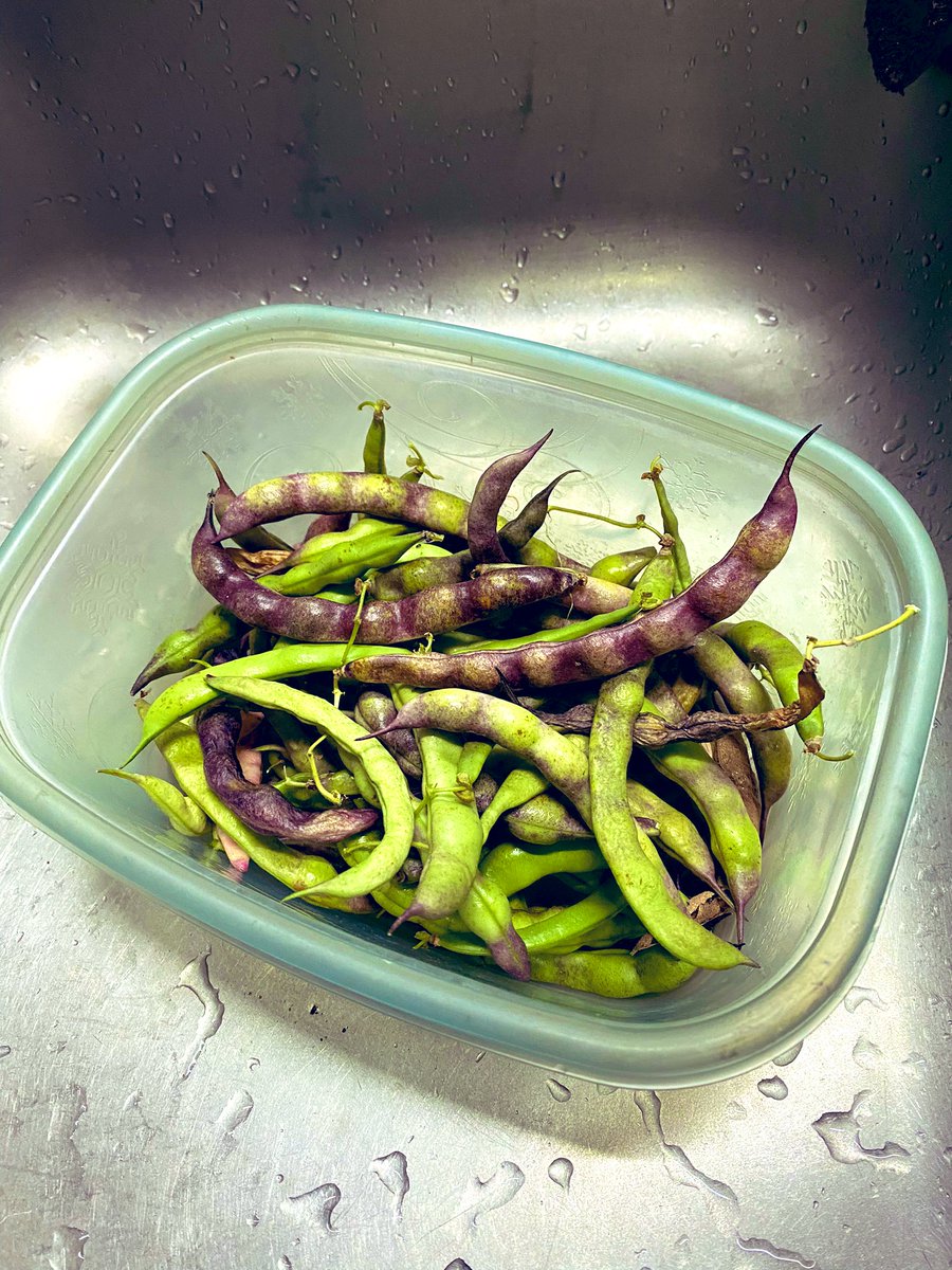 TealSeptember's tweet photo. #PoleBeans #RotenPoleBeans #RotenBeans #Beans #Bean #PokeBean #Heirloom #Summer #July #SaveTheBees #Vegetable #Veggies #Vegetables #Canning #StringingBeans #PressureCanning #Plants #MyPlants2022 #Garden #Gardens #Gardening #Gardener #Gardeners https://t.co/FTON4dwy7V