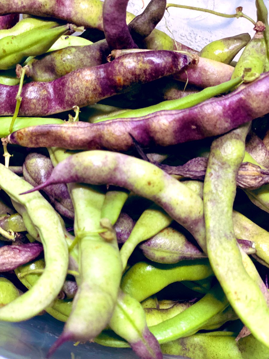 TealSeptember's tweet photo. #PoleBeans #RotenPoleBeans #RotenBeans #Beans #Bean #PokeBean #Heirloom #Summer #July #SaveTheBees #Vegetable #Veggies #Vegetables #Canning #StringingBeans #PressureCanning #Plants #MyPlants2022 #Garden #Gardens #Gardening #Gardener #Gardeners https://t.co/FTON4dwy7V