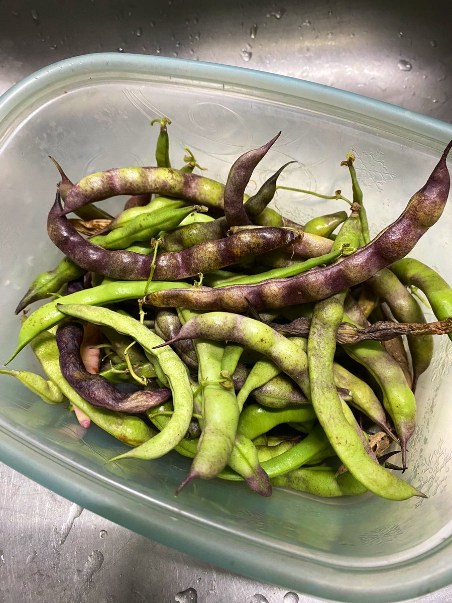 TealSeptember's tweet photo. #PoleBeans #RotenPoleBeans #RotenBeans #Beans #Bean #PokeBean #Heirloom #Summer #July #SaveTheBees #Vegetable #Veggies #Vegetables #Canning #StringingBeans #PressureCanning #Plants #MyPlants2022 #Garden #Gardens #Gardening #Gardener #Gardeners https://t.co/FTON4dwy7V