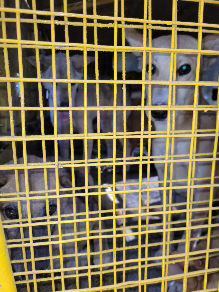 sushmadate's tweet photo. URGENT!
PMC #Pune dog squad is picking up sterilized dogs in University campus ahead of some #G20India gala dinner. 
What's the point of putting these poor dogs through unnecessary torture and risk of relocation?!  
Ridiculous policy of whitewashing city shd stop! https://t.co/e9zY8oSmPl