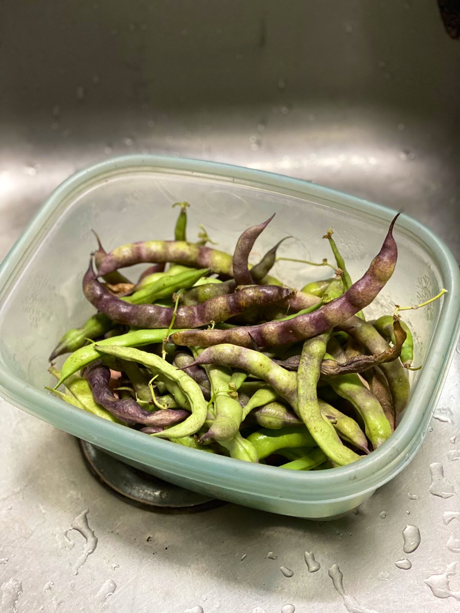 TealSeptember's tweet photo. This was the last bunch of Roten pole beans,I gathered in late November 2022. #PoleBeans #RotenPoleBeans #RotenBeans #Beans #Bean #PokeBean #Heirloom #Summer #July #SaveTheBees #Vegetable #Veggies #Vegetables #Canning #StringingBeans #PressureCanning #Plants #MyPlants2022 #Garden https://t.co/LbAKI7yRHp
