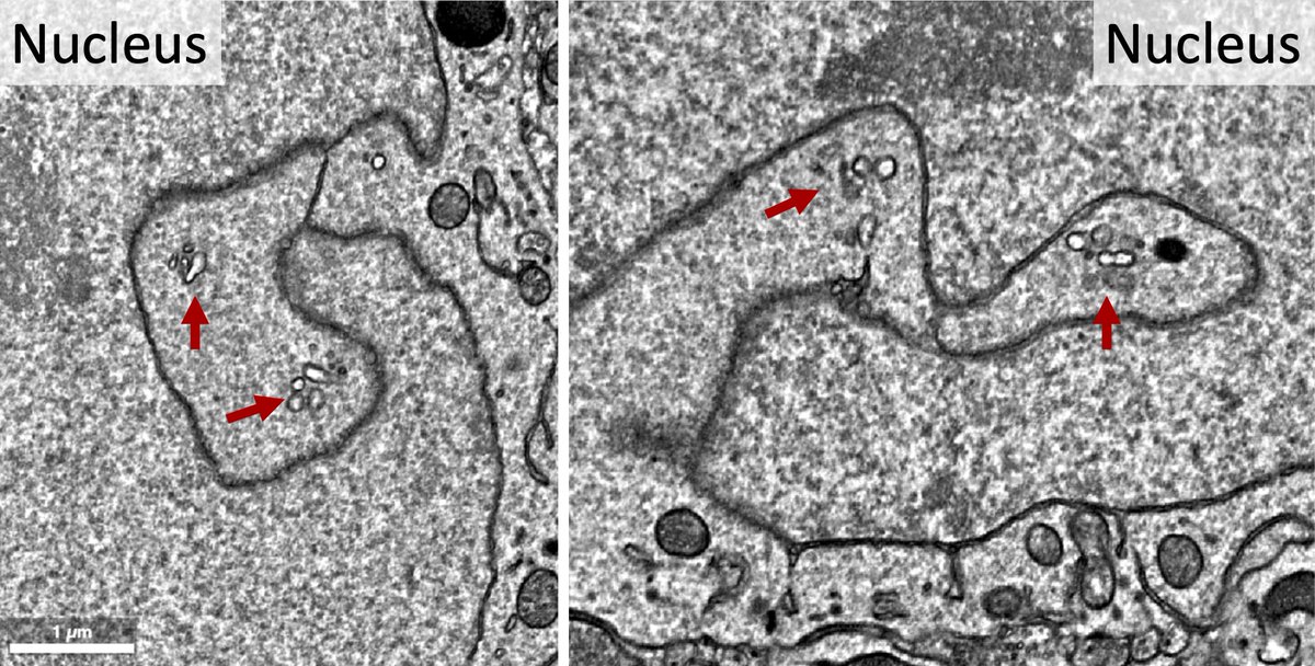 Hanieh Falahati هانيه فلاحتى tweet media