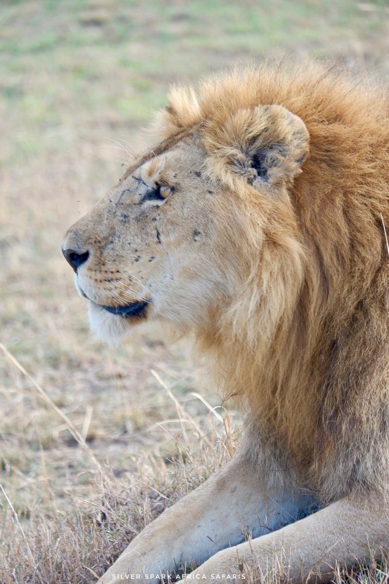 The Mara King of the Reserve!

#lionking #Magicalkenya #safari #kenya #africansafari #SilverSparkAfrica #animalworldhd #travelguides #trending #massaimara⠀
#africanamazing #african_portraits #magicalkenya #ig_africa #thisissouthafrica #loves_africa