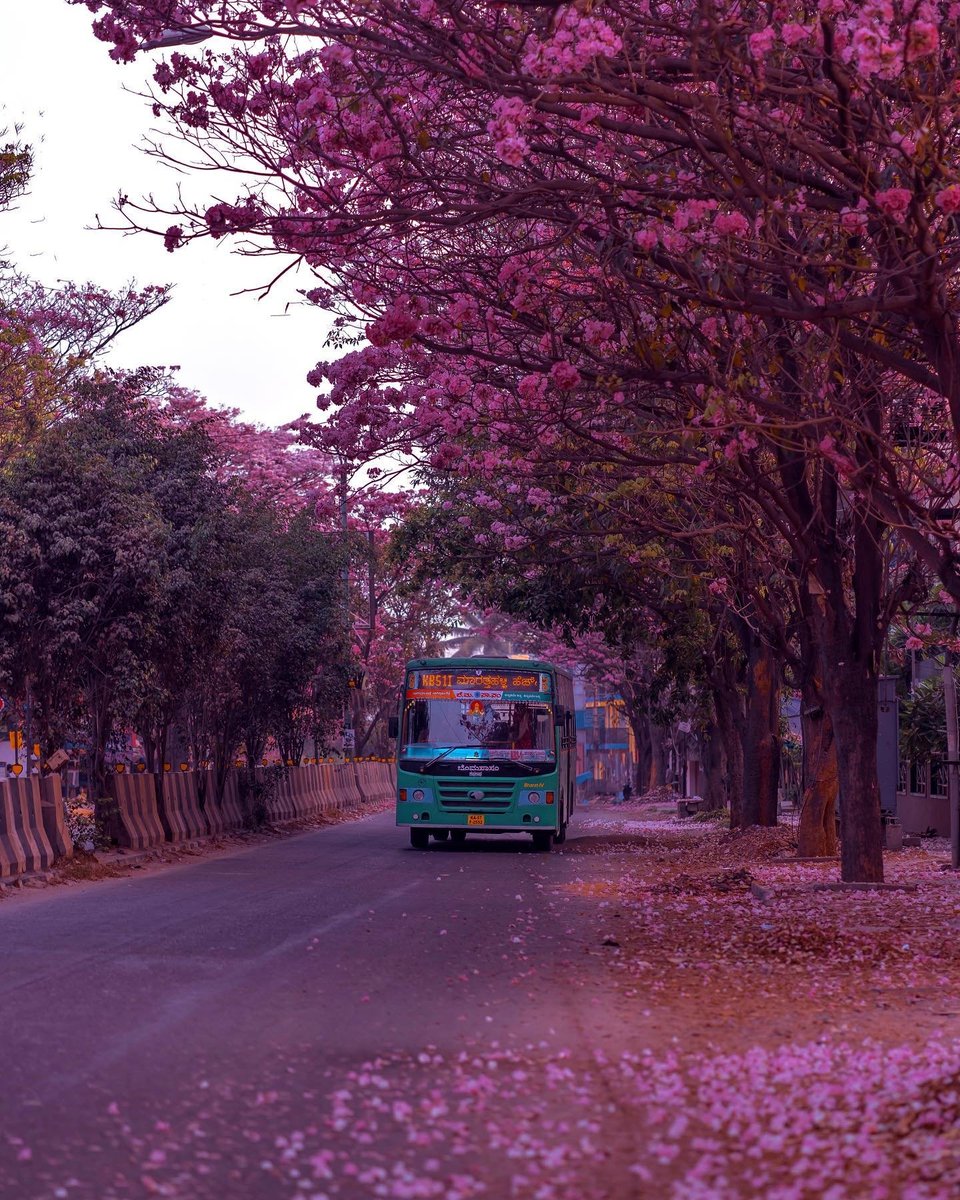 KarnatakaWorld's tweet photo. 📍 AECS Layout, Whitefield
The Pink Trumpets or the Tabebuia Avellaneda have started to blossom here in Bengaluru. That time of the year when certain parts of Bengaluru turns completely pink 😍🌸
PC: ( IG @ reflectionofmymemories )

#pinktrumpets #karnatakatourism #Bengaluru https://t.co/Z6Tol7f53Y