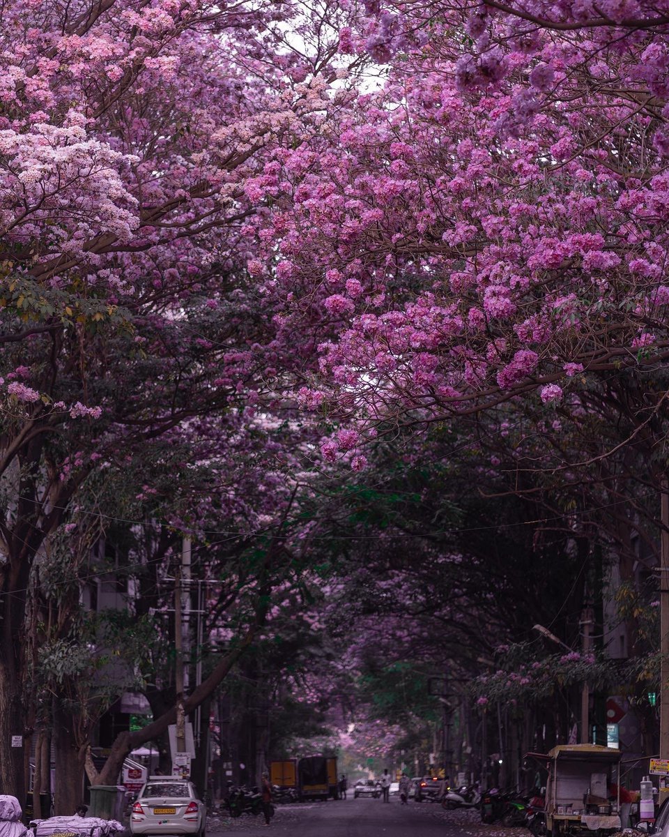 KarnatakaWorld's tweet photo. 📍 AECS Layout, Whitefield
The Pink Trumpets or the Tabebuia Avellaneda have started to blossom here in Bengaluru. That time of the year when certain parts of Bengaluru turns completely pink 😍🌸
PC: ( IG @ reflectionofmymemories )

#pinktrumpets #karnatakatourism #Bengaluru https://t.co/Z6Tol7f53Y