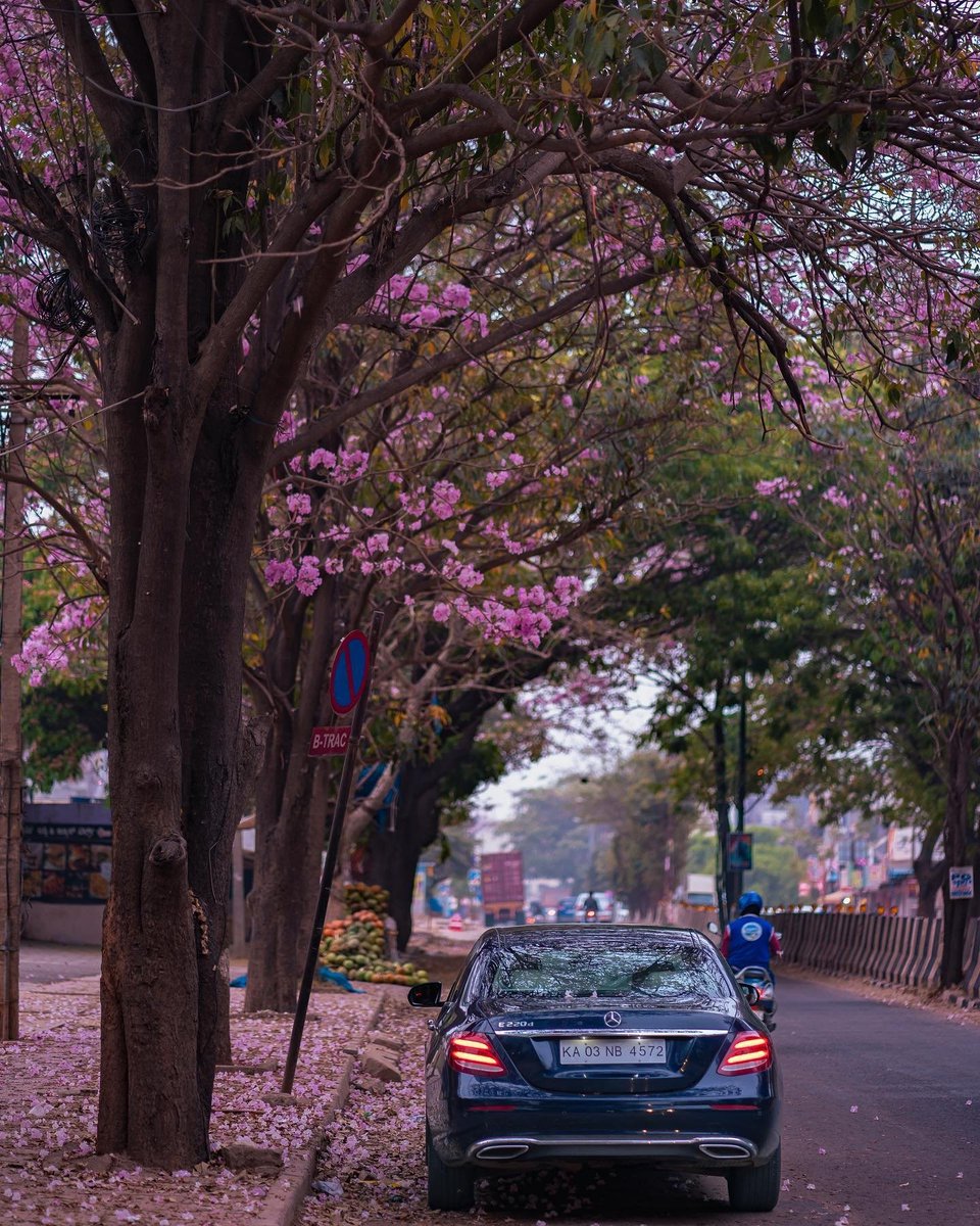 KarnatakaWorld's tweet photo. 📍 AECS Layout, Whitefield
The Pink Trumpets or the Tabebuia Avellaneda have started to blossom here in Bengaluru. That time of the year when certain parts of Bengaluru turns completely pink 😍🌸
PC: ( IG @ reflectionofmymemories )

#pinktrumpets #karnatakatourism #Bengaluru https://t.co/Z6Tol7f53Y