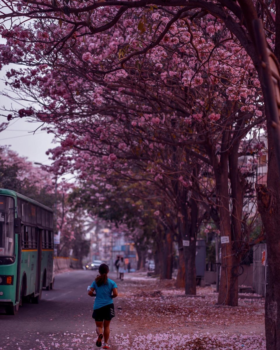 KarnatakaWorld's tweet photo. 📍 AECS Layout, Whitefield
The Pink Trumpets or the Tabebuia Avellaneda have started to blossom here in Bengaluru. That time of the year when certain parts of Bengaluru turns completely pink 😍🌸
PC: ( IG @ reflectionofmymemories )

#pinktrumpets #karnatakatourism #Bengaluru https://t.co/Z6Tol7f53Y