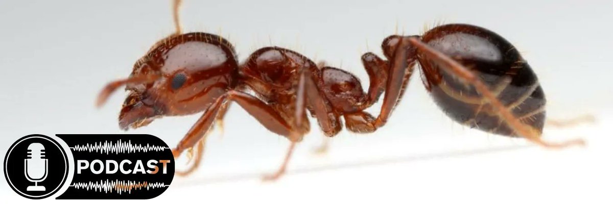 Queensland has been battling the Red Imported Fire Ant for twenty-years now. Kate Retzki from the National Fire Ant Eradication Program explains more about their efforts to eradicate this pest in the ‘The Good, The Bad, and the Bug-ly’. Listen 🎧 here buff.ly/2XKWQrP