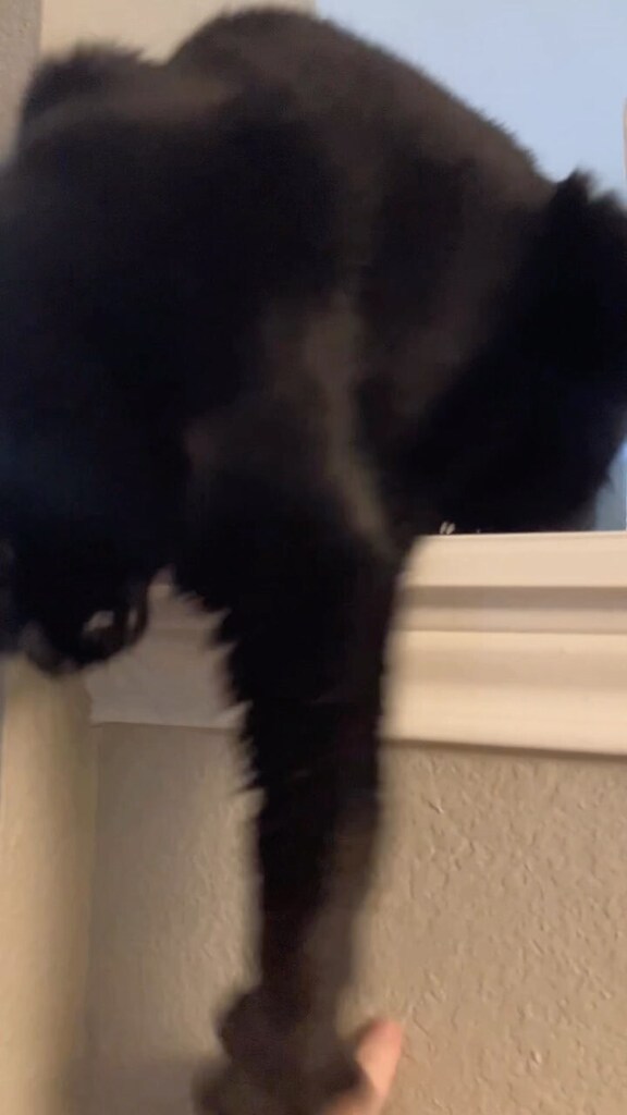 ClowderComics's tweet image. #blindcat #specialneedscats #oneeyedcatsofinstagram #blindcatannie #squitten #specialneeds #oneeyedcat #oneeyedcatclub #fourcats #catsofinstagram #cutecats #blindcatsofinstagram #blindcatsrock Click to watch the Video! ift.tt/ZfnkQue