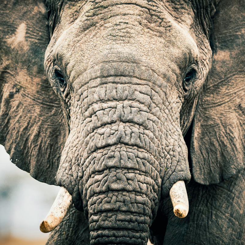 OlarroK's tweet photo. Watch the wildlife without interruption or intrusion from crowds of other people keen to catch a glimpse. Choose the privileged and private experience of an Olarro safari trip.

#privateconservancy #luxurysafari #safarikenya #travelafrica #wildlifeafrica #masaimara https://t.co/jbCP6OqEna