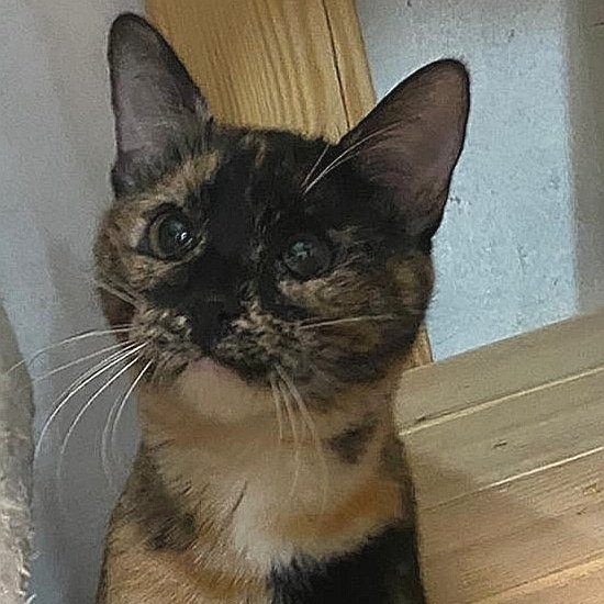 7 month old Lori is looking for her forever home. 😍 Lori is spayed, vaccinated and will do best in a home where her people play with her and give her plenty of treats. 💖

#MacjaPreja #AdoptDontShop #ShelterCats #bestfriends #kittens #AnimalShelter #CatsofTwittter #catlovers