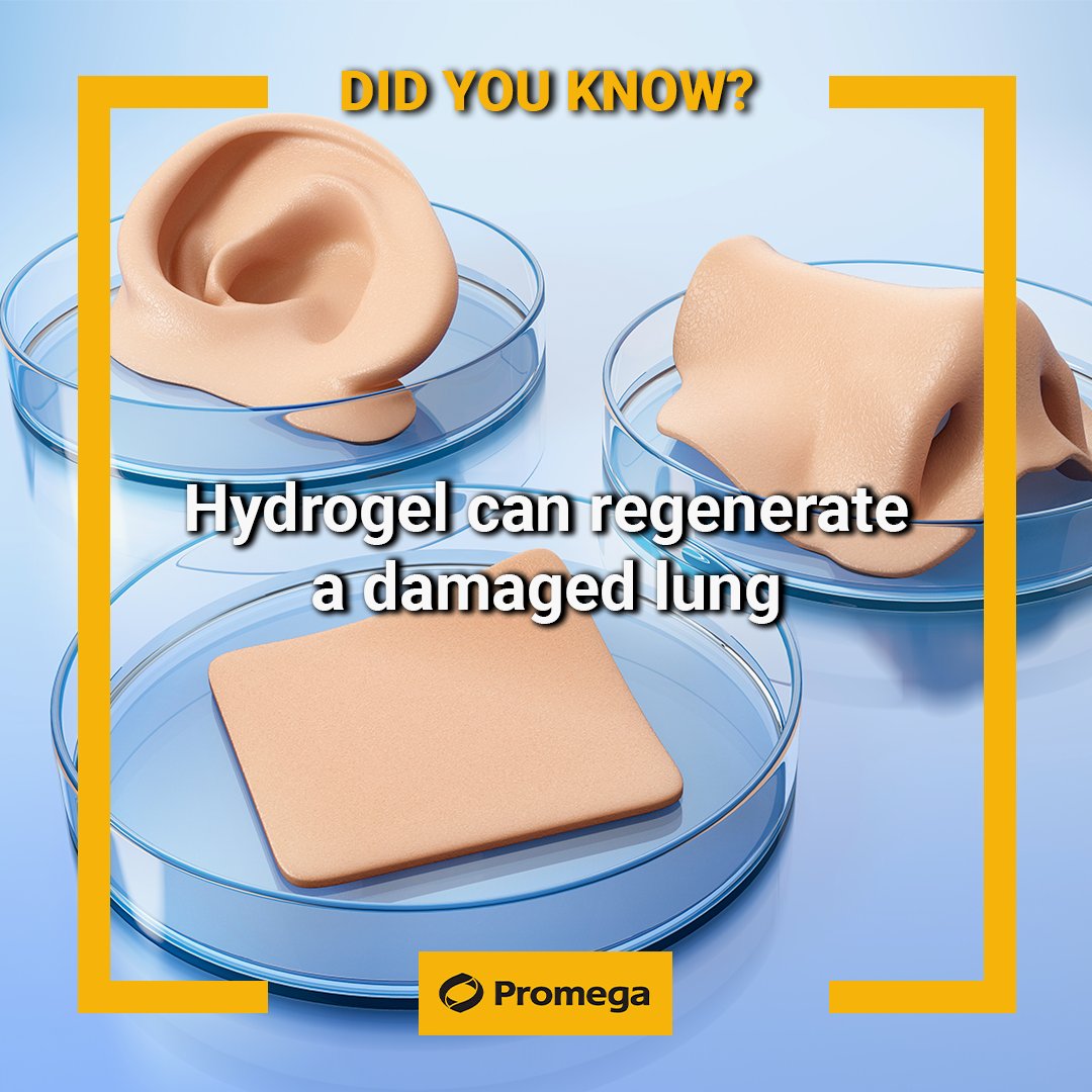 Scientists optimized the geometry of the hydrogel patches to fit various dynamic organs and allow them to be regenerated. Read more -newscientist.com/article/235080…