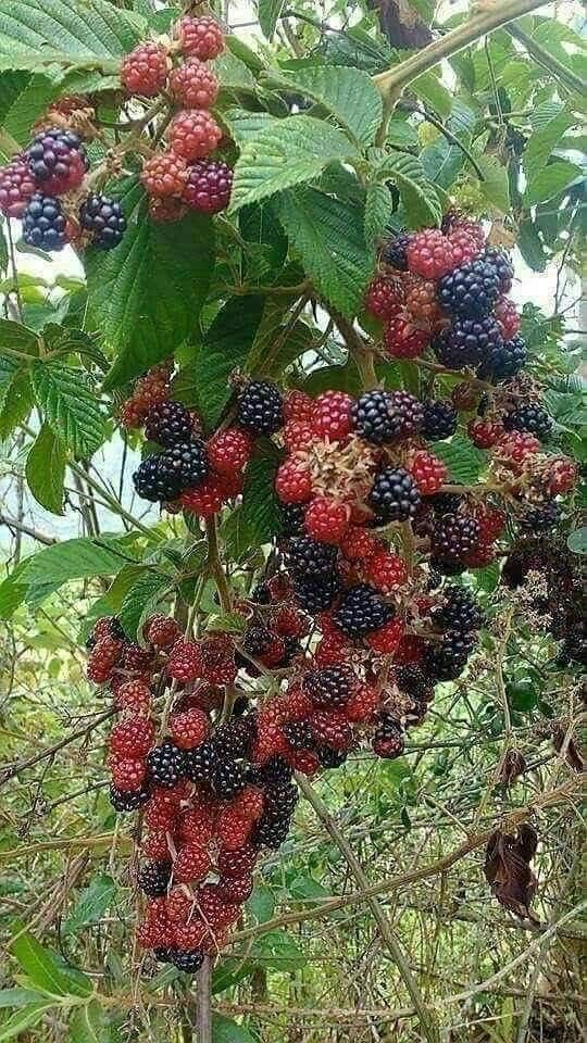 Atuhairecarol10's tweet photo. What do you call them in your local language? https://t.co/UDl6ZwaFdP