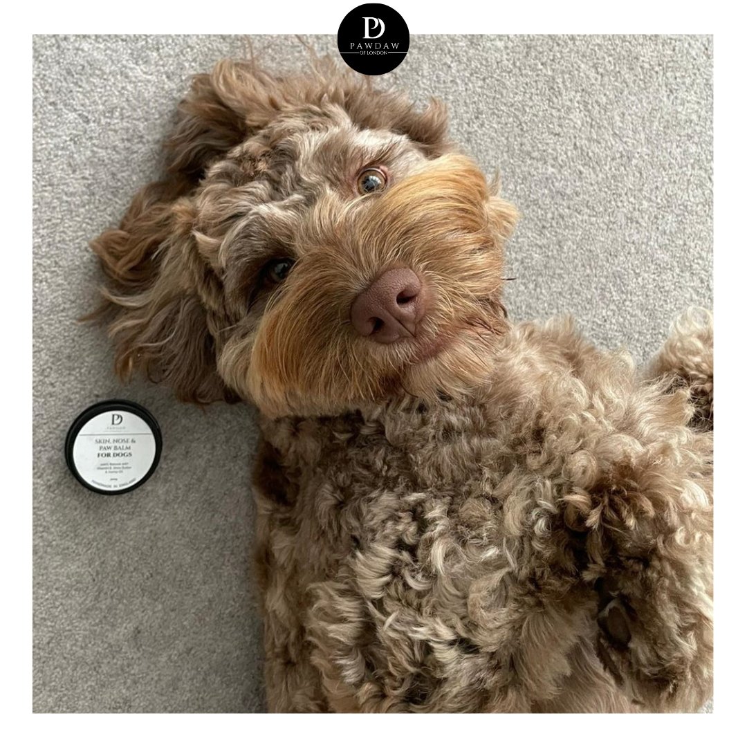 Snowy winter walks can dry out your pups paw pads, leaving the skin chapped or cracked.

Our Natural Skin, Nose & Paw Balm is just the thing to soothe and repair winter paws. 🐾  It's easily absorbed and lick-safe!

🔗bit.ly/pawdawbalm

#pawbalm #pawbalmfordogs #pawcare