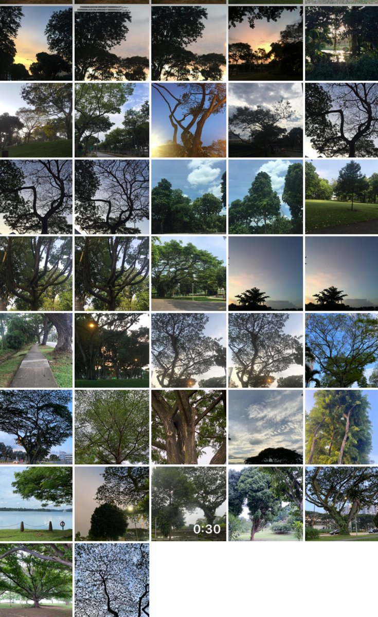 sharanvkaur's tweet photo. hi let's do a thread about trees and and singapore.

i like trees. i live in singapore. i'm not a botanist but i do have a gazillion photos of trees in my phone gallery so... bonafides ☑️ https://t.co/nHxx9Q3rab
