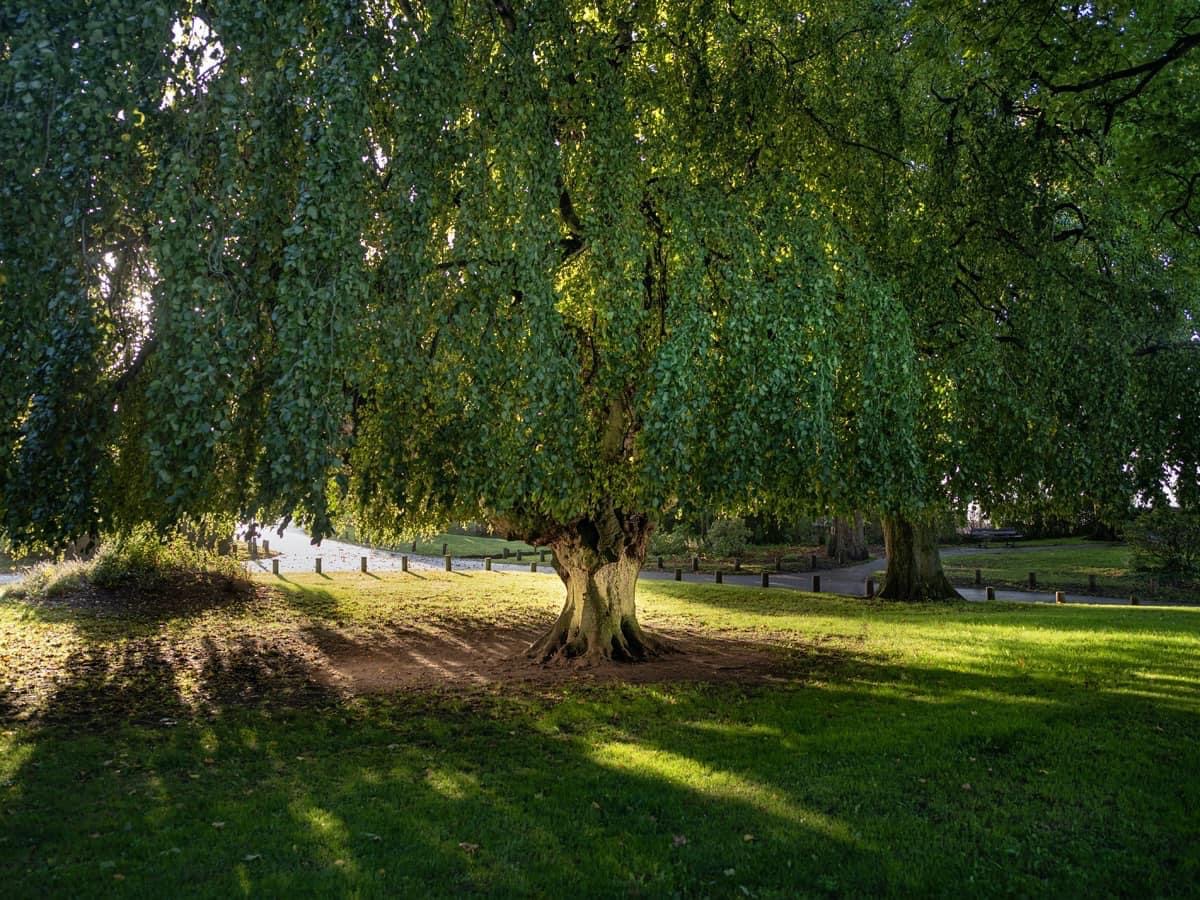 Région Hauts-de-France (@hautsdefrance) on Twitter photo 👏 Le hêtre pleureur de #Cassel, en #hautsdefrance, a remporté le "prix du public" du concours de <a href="/arbredelannee/">Arbre de l'Année</a> 2022, la catégorie la plus convoitée 👏
🌳 Il part à la conquête de l'Europe, pour devenir "l'Arbre de l'année européen".
Cc <a href="/TerreSauvageMag/">Terre Sauvage</a> <a href="/ONF_Officiel/">Office national des forêts</a> 👏 Le hêtre pleureur de #Cassel, en #hautsdefrance, a remporté le "prix du public" du concours de <a href="/arbredelannee/">Arbre de l'Année</a> 2022, la catégorie la plus convoitée 👏
🌳 Il part à la conquête de l'Europe, pour devenir "l'Arbre de l'année européen".
Cc <a href="/TerreSauvageMag/">Terre Sauvage</a> <a href="/ONF_Officiel/">Office national des forêts</a>