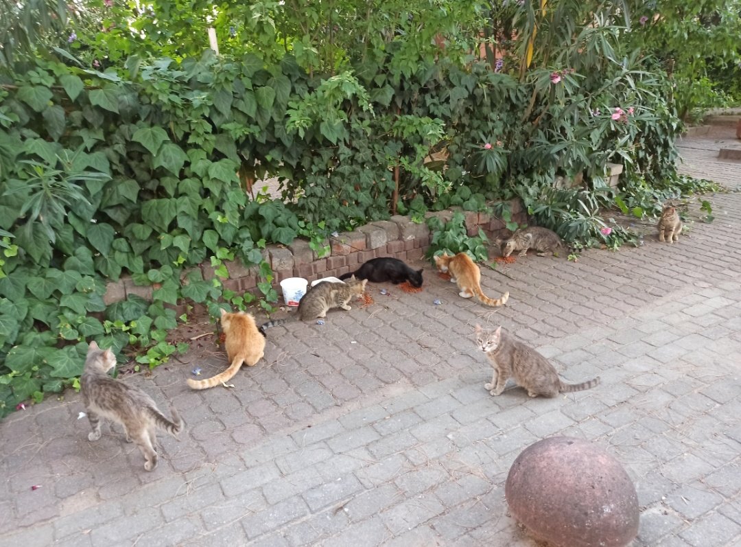 kuzutarlasi's tweet photo. İki kumbarada da borçtayım. Kapatamadan üzerine ekliyorum. Gerçekten mama desteği gelmediği sürece aç bu hayvanlar. Soğukta aç kalacaklar.
İlanlarım da paylaşılmıyor, neden bilmiyorum.
İçeceğiniz bir kahve yerine bu gece tok uyumalarını isterseniz diye,
https://t.co/1yTSwvD1fL https://t.co/2s5ZRakk92