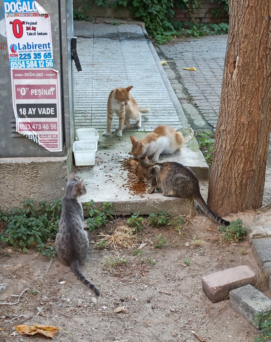 kuzutarlasi's tweet photo. İki kumbarada da borçtayım. Kapatamadan üzerine ekliyorum. Gerçekten mama desteği gelmediği sürece aç bu hayvanlar. Soğukta aç kalacaklar.
İlanlarım da paylaşılmıyor, neden bilmiyorum.
İçeceğiniz bir kahve yerine bu gece tok uyumalarını isterseniz diye,
https://t.co/1yTSwvD1fL https://t.co/2s5ZRakk92