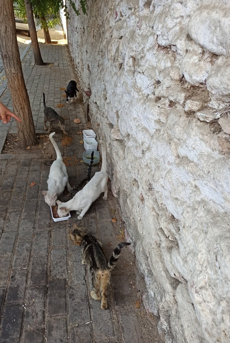 kuzutarlasi's tweet photo. İki kumbarada da borçtayım. Kapatamadan üzerine ekliyorum. Gerçekten mama desteği gelmediği sürece aç bu hayvanlar. Soğukta aç kalacaklar.
İlanlarım da paylaşılmıyor, neden bilmiyorum.
İçeceğiniz bir kahve yerine bu gece tok uyumalarını isterseniz diye,
https://t.co/1yTSwvD1fL https://t.co/2s5ZRakk92