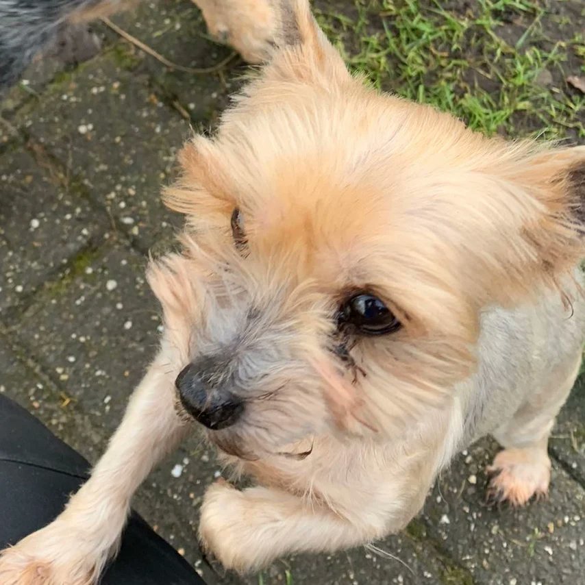 StichtingYorkie's tweet photo. Beste dierenvrienden. Vraag; wij zoeken voor een jongeman die in een traject zit voor een nieuwe woning langdurige opvang voor deze 2 meisjes die alles zijn voor hem
Herplaatsing.myts@gmail.com Retweeten zou heel fijn zijn.
#lamgdurigeopvang #yorkies #hulpnodig https://t.co/daLZrppgHz