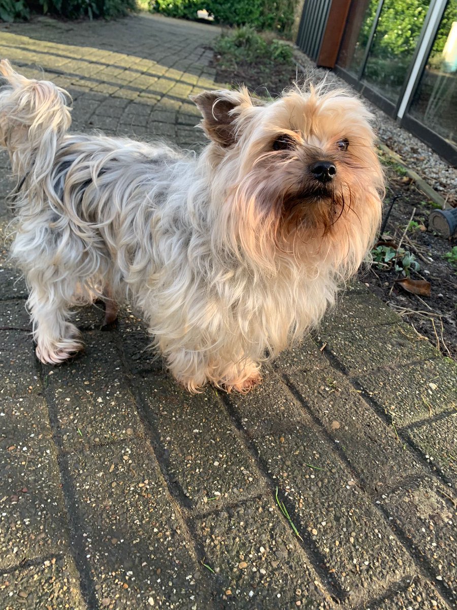 StichtingYorkie's tweet photo. Beste dierenvrienden. Vraag; wij zoeken voor een jongeman die in een traject zit voor een nieuwe woning langdurige opvang voor deze 2 meisjes die alles zijn voor hem
Herplaatsing.myts@gmail.com Retweeten zou heel fijn zijn.
#lamgdurigeopvang #yorkies #hulpnodig https://t.co/daLZrppgHz