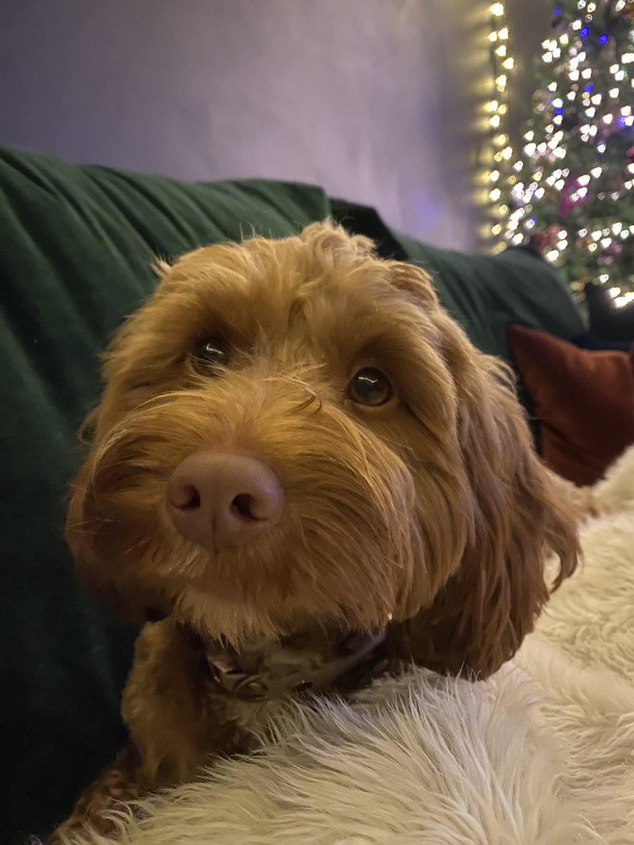 MadeInHongkers's tweet photo. @currys My gorgeous little 🐶 cheers me up on #bluemonday https://t.co/lm4uvwdmoT
