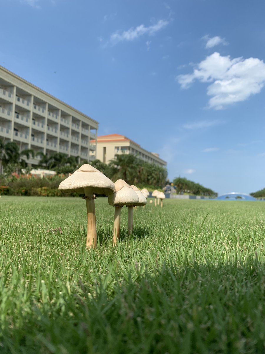Phongha2205's tweet photo. Mushrooom 🍄🍄🍄🍄 https://t.co/eL2fVqOV6d