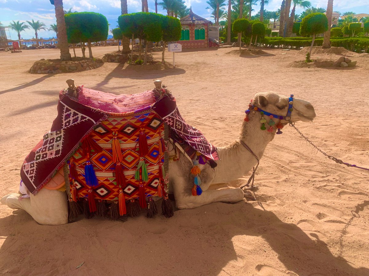KellyMcDXOX's tweet photo. After the manic festive period @Scotambservice it’s time for some R&amp;R in the sun! ☀️🥂 #sas #holiday #ivehadworsemondays #999 #egypt https://t.co/DElVeGJcmB