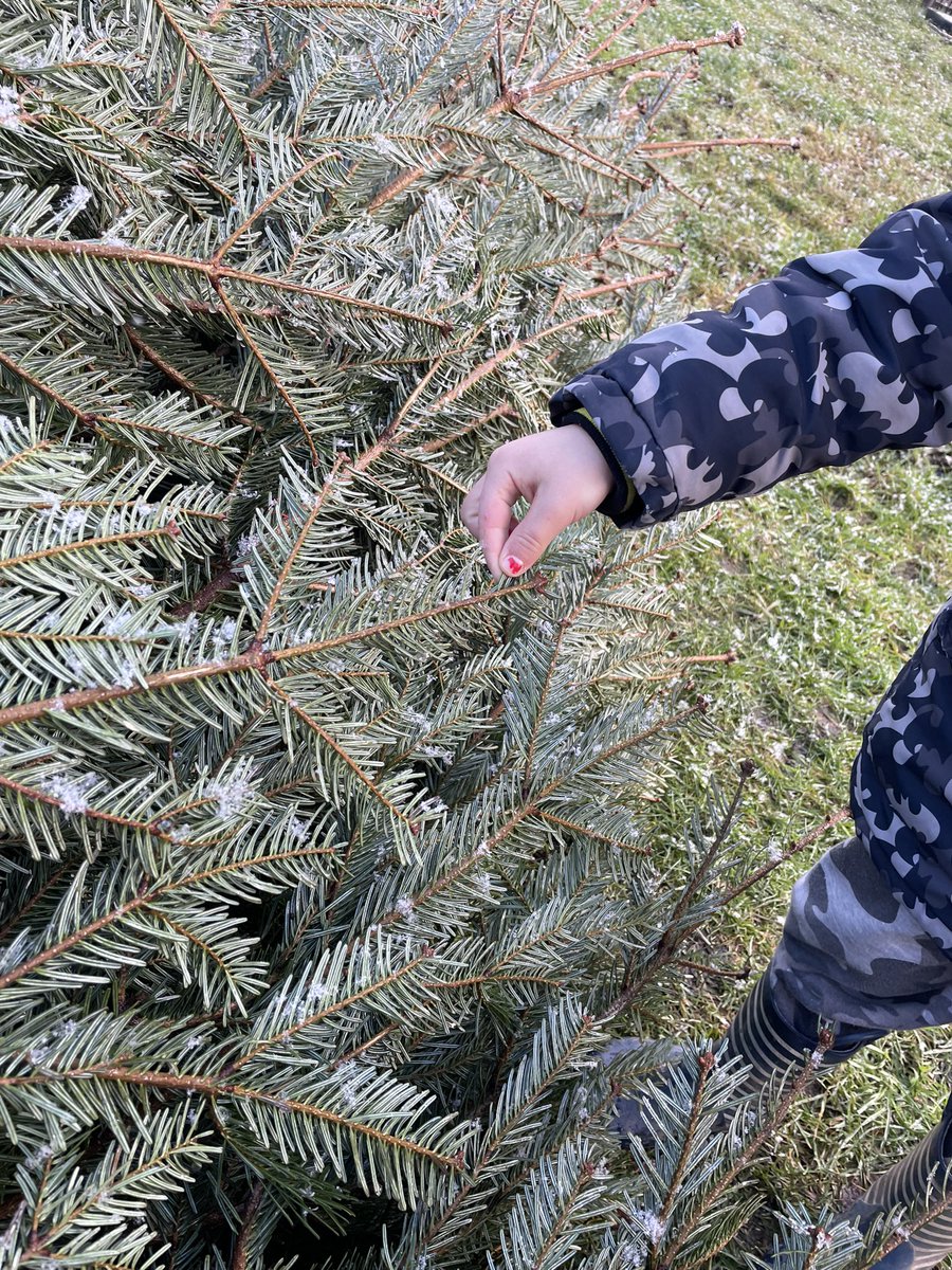 OABroadoak's tweet photo. We looked at the old Christmas Tree and described how it felt and smelt. It felt soft and was wet. #forestschool #eyfs #usingoursenses https://t.co/bCnaLsK5Gt