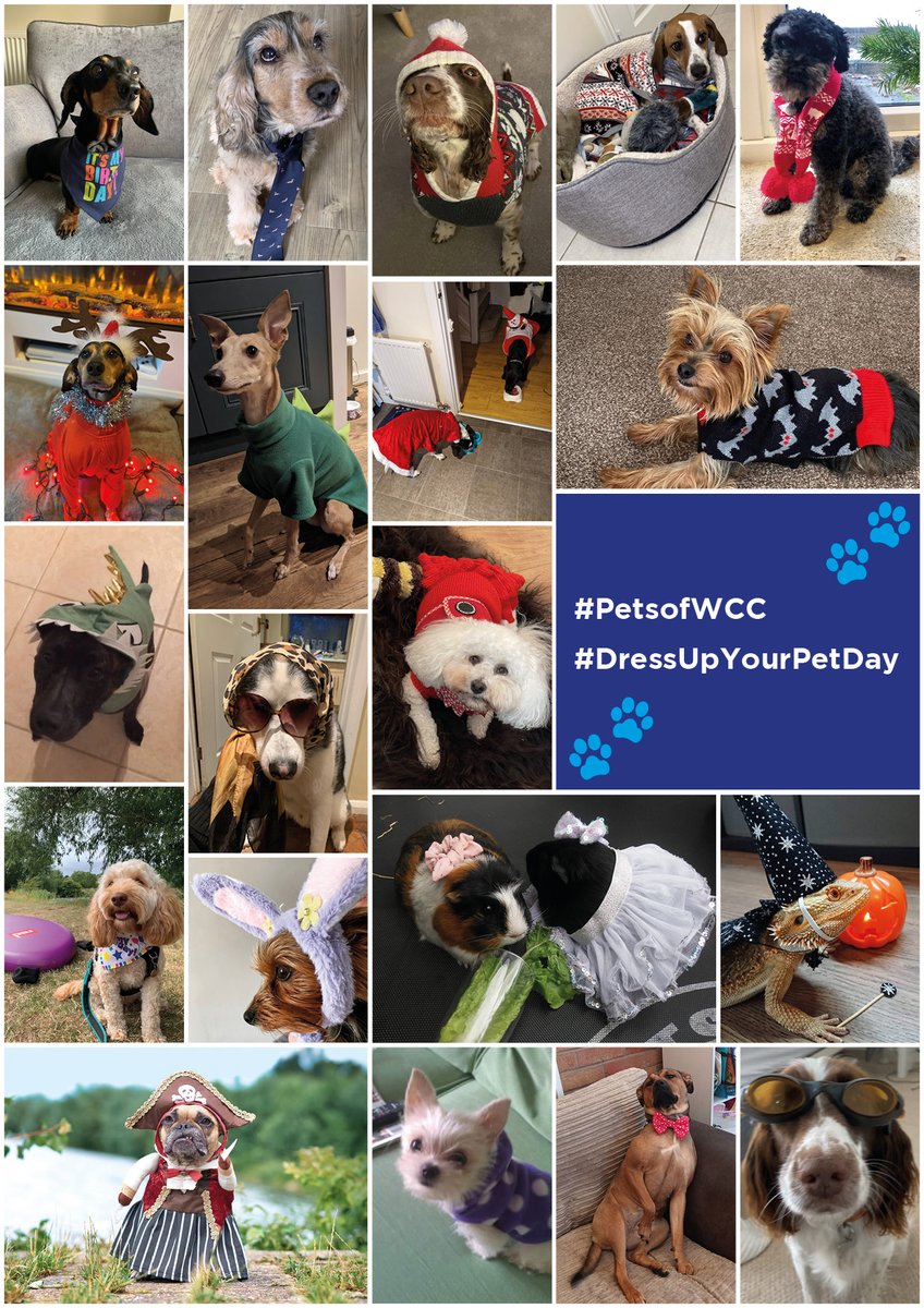 Here's a little bit of something to make you smile: A collage of some of our #PetsofWCC that we shared on Saturday as part of #DressUpYourPetDay