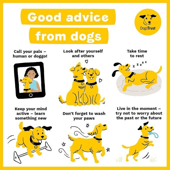 DT_Essex's tweet photo. It may be #BlueMonday but our lovely Mr Blue Sky is here to pick you up with some advice to brighten your day!
☎️ Call pals
👩❤️👩 Look after you & others
🛏️ Take time to rest
🧩 Keep your mind active
🛁 Wash your paws
🪩 Live in the moment
#DogsKnowBest #MentalHealth @Dogstrust https://t.co/QQ4hZslimT