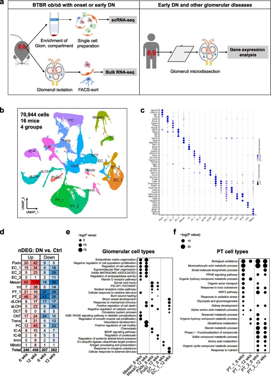 BiomageLtd's tweet photo. Researchers profile renal cells from type 2 diabetes mice at the early stage of diabetic #nephropathy.
https://t.co/NF73lhQUT1
They reveal activation of the mechanosensitive signaling pathway MRTF-SRF in response to glomerular hyperfiltration ex vivo.
#scRNAseq #bulkRNAseq https://t.co/rlyQQRi2cv