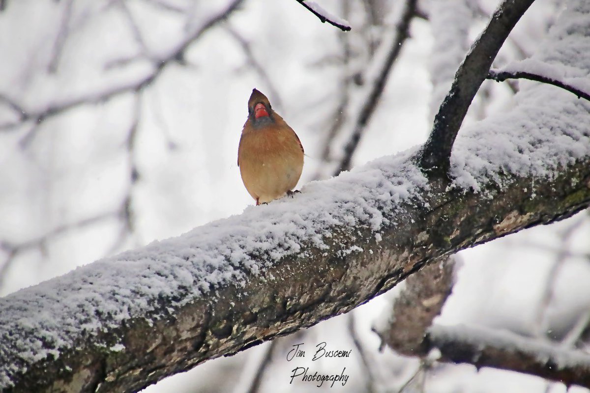 Jbusc33's tweet photo. #cardinals #birds #beauty #backyard #female #wildlife #wildlifephotography #upstateny #birdsofinstagram #birdsoftwitter #cardinalsofinstagram #audobonsociety #news8photo #just_newyork #your_best_birds @News_8 @bhphoto @13WHAM #picturetokeep_weekly @news10nbc @shutterbugpix https://t.co/aZ2fMGdbkr