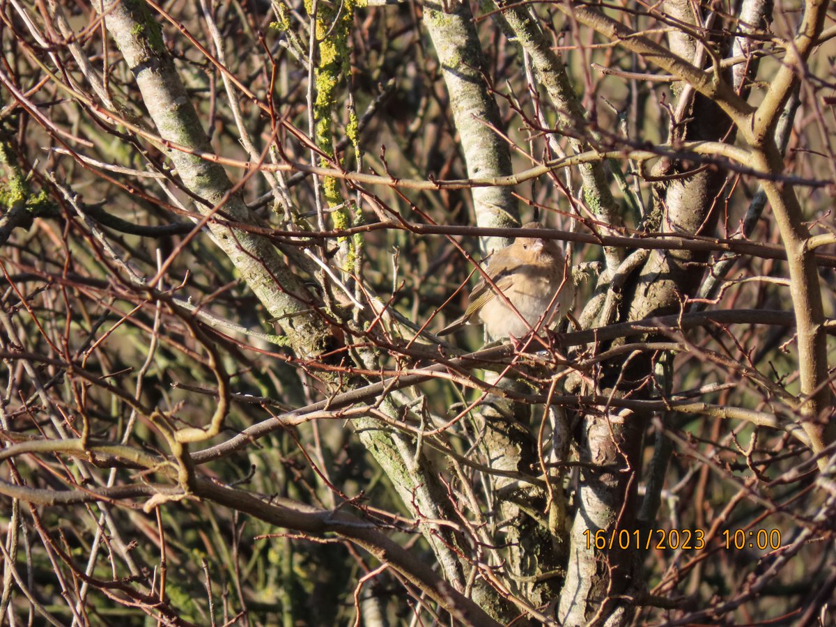 LittleseaObs's tweet photo. Common Rosefinch, Littlesea, Weymouth this morning. https://t.co/Khob5pRrtB