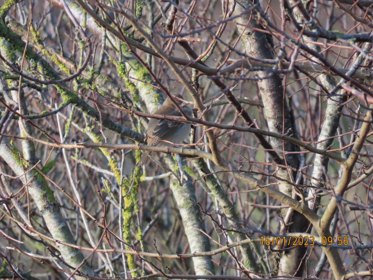 LittleseaObs's tweet photo. Common Rosefinch, Littlesea, Weymouth this morning. https://t.co/Khob5pRrtB