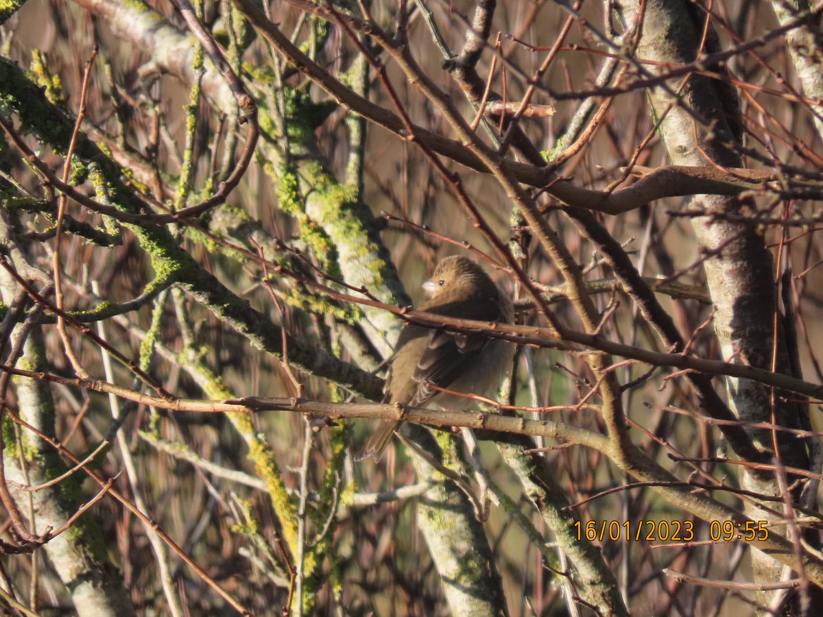 LittleseaObs's tweet photo. Common Rosefinch, Littlesea, Weymouth this morning. https://t.co/Khob5pRrtB
