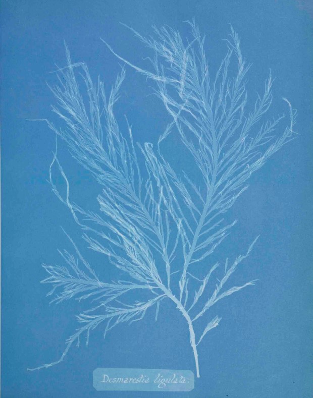 NHM_Library's tweet photo. Every day is #BlueMonday in the world of Anna Atkins (1799-1871) and her #cyanotype photographic prints of British #Algae [1 of 2]

View them all here: https://t.co/nLUa7H9CQd

#DigitisedCollections #PublicDomain #photography https://t.co/nMjuLpLspP
