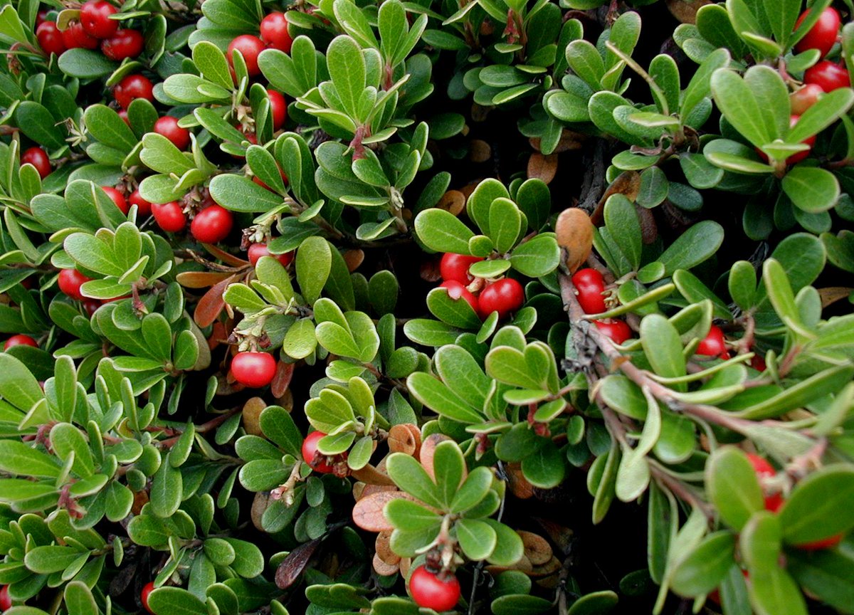 50Plushealths's tweet photo. #BioactiveCompound #Sinigrin, the Dietary Source of Antioxidants https://t.co/cM8PkyqJ3I https://t.co/koz8W0aISk