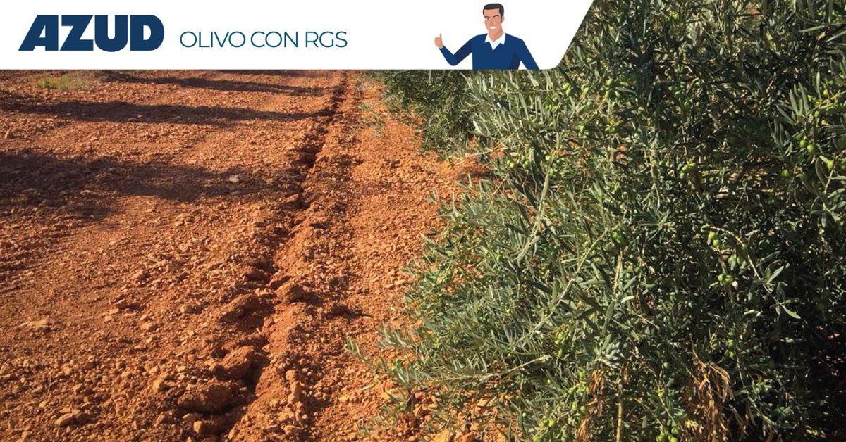 ¿Qué os parece esta foto?🌳
🔹 Se trata de una plantación de olivos en la provincia de Málaga con instalación de Riego por Goteo Subterráneo (AZUD Premier).
📷Como veis en la fotografía, se puede observar la línea en el suelo por donde se ha enterrado la tubería.
#AZUDEsMuchoMás