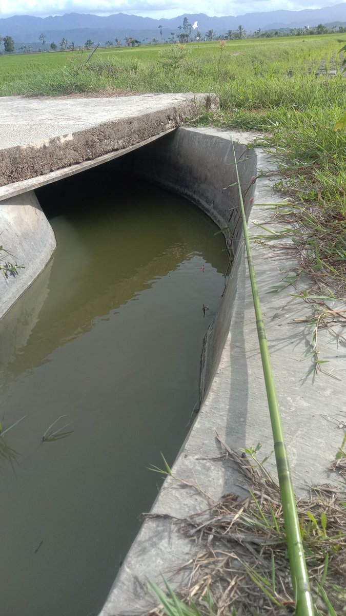 ngu phan tan tweet media