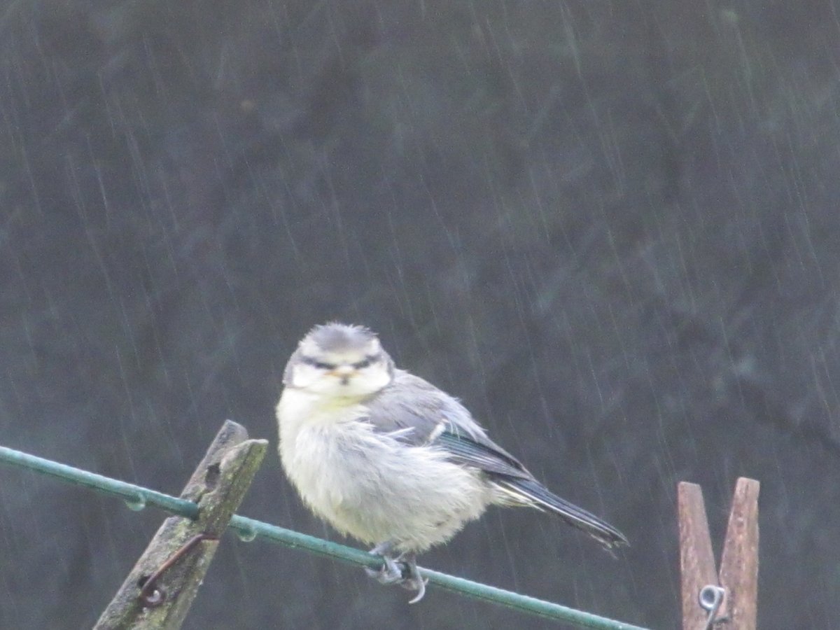 More rain = a very angry bird hobartbooks.com/product-page/s… #angrybirds #rain #notspare #JudyUpton #realwriters #sniffthemoutbrownlow #HobartBooks