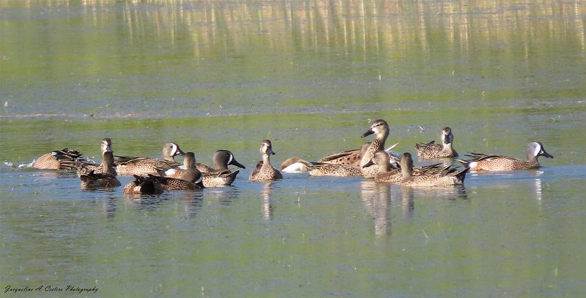 Nothing says water it’s like a raft of Blue-winged Teal!

#Anguilla #birds #birdwatching #ducks #birdsofanguilla #CWC2023 #caribbeanwaterbirdcensus #BirdTwitter #TwitterNatureCommunity