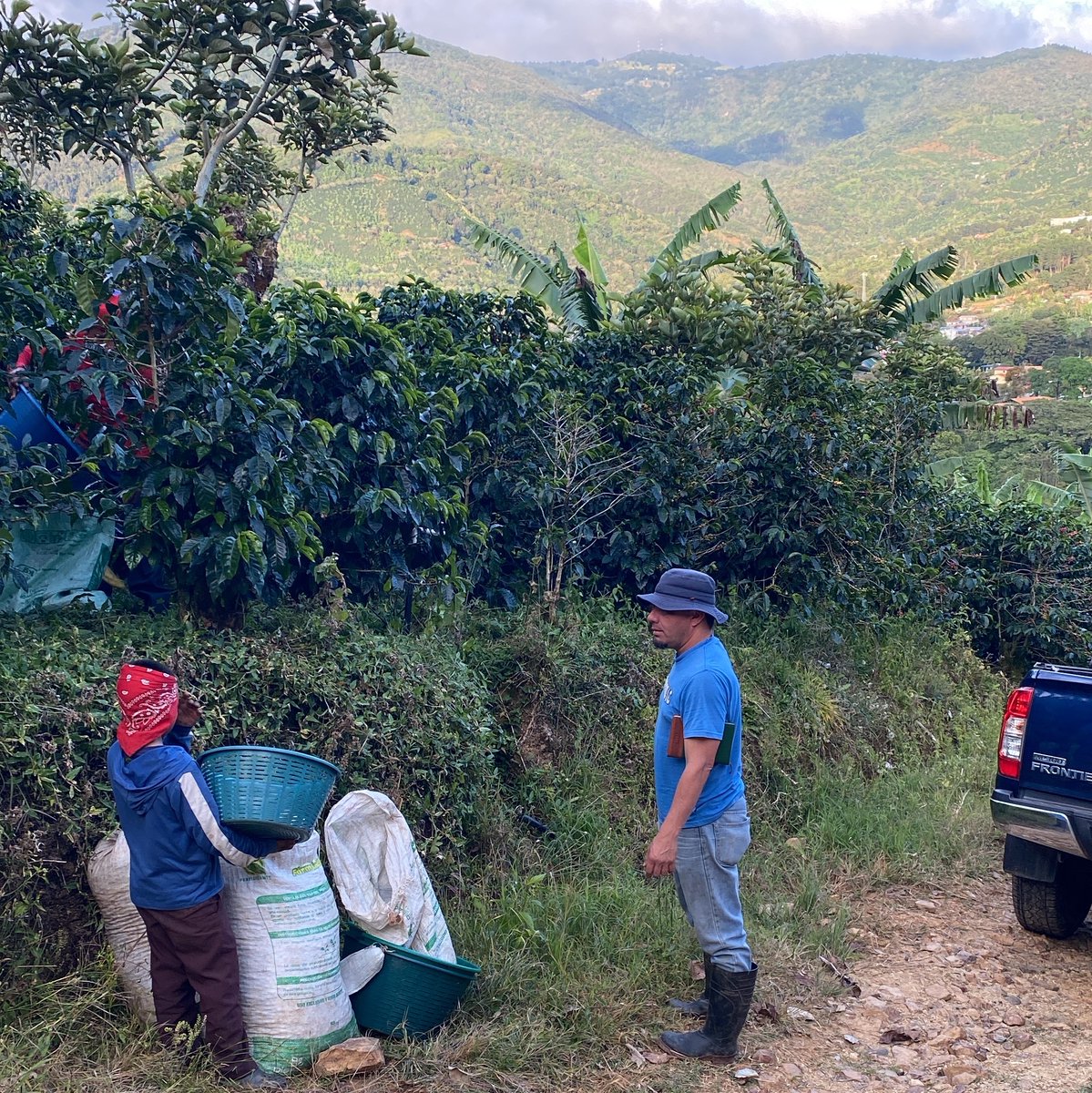 PlantingCostaRi's tweet photo. https://t.co/gl0LMpMEFG