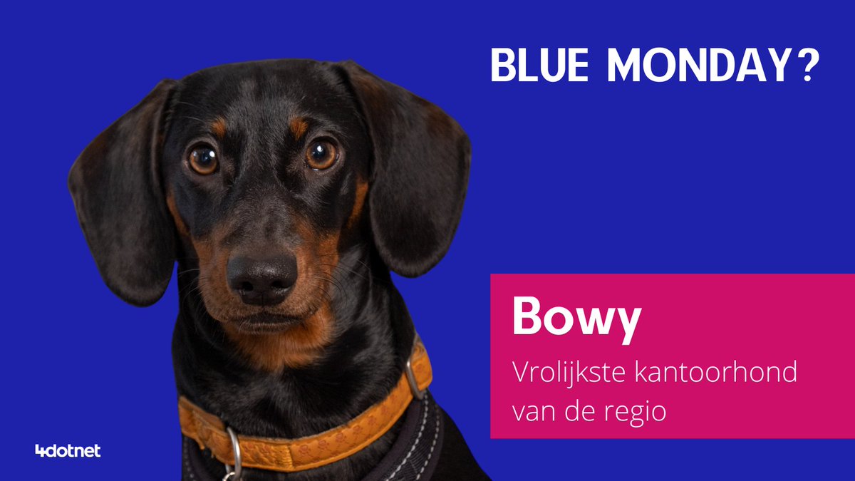 Voor ons kan het vandaag niet blauw genoeg worden. Maar omdat dit de meest deprimerende dag van het jaar blijkt te zijn, willen we je toch wat opvrolijken met onze vrolijke kantoorpup Bowy.