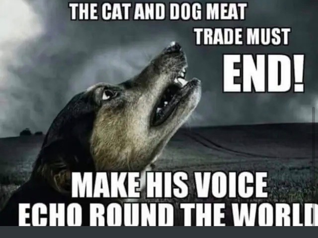 sterling_wolff's tweet photo. Globally Ban The Barbaric Dog and Cat Meat
Stop The Exportation of Greyhounds To Asia.
Implement and Enforce Animal Protection Laws.
#OutlawTheDogAndCatMeatTrade
#BanAnimalSacrifices
#StopExportionOfGreyhoundToAsia
#BanGreyhoundRacing
#BanDogFighting
#AnimalProtection
#Karma https://t.co/xFCK2kN1fz